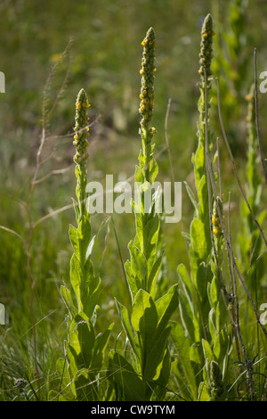 Gemeinsamen Königskerze (Verbascum Thapsus) wächst auf 8.500 Fuß Ebene von den Colorado Rockies Stockfoto