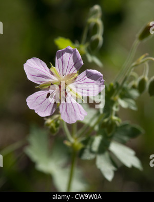 Geranie Caespitosum Ebene 8500-Fuß in Colorado Front Range gefunden. Stockfoto