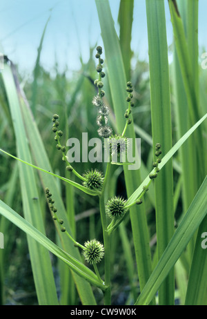 Verzweigte Bur-reed (Sparganium Erectum) Stockfoto