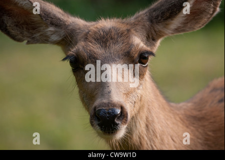 Gesichtsbesamung Nahaufnahme von einer weiblichen Maultierhirsch (Odocoileus Hemionus) Stockfoto