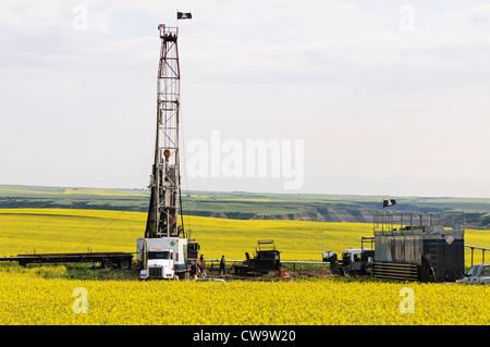 Ein Ölfeld Drill rig Bohren in einen Acker von blühenden Raps (Raps), Drumheller, Alberta, Kanada. Stockfoto