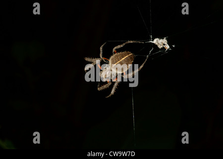 Tropischen Orb Weaver Spider Web Stockfoto