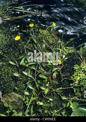 GERINGERER SPEARWORT Ranunculus Flammula (Butterblume) Stockfoto