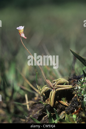 BLASSE FETTKRAUT Pinguicula Lusitanica (Lentibulariaceae) Stockfoto