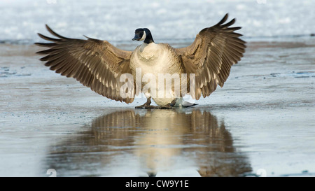 Schiebe-Gans Stockfoto