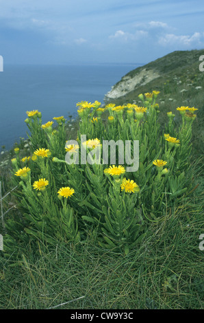 GOLDEN SAMPHIRE Inula Crithmoides (Asteraceae) Stockfoto