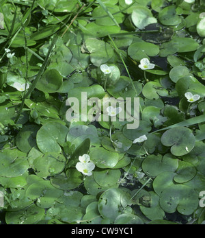 FROSCHBISSGEWÄCHSE Hydrocharis Morsus-Ranae (Hydrocharitaceae) Stockfoto