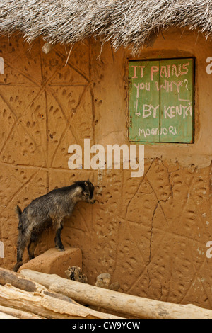 Zicklein und äußere Hauses in Mognori Öko-Dorf, Ghana Stockfoto