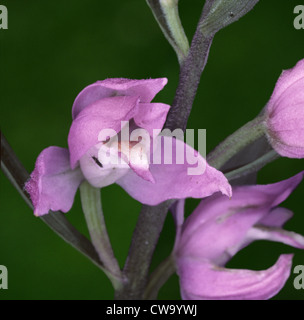 Red Helleborine Cephalanthera rubra Stockfoto