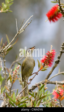 Lewins Honigfresser, Meliphaga Lewinii, Australien Stockfoto