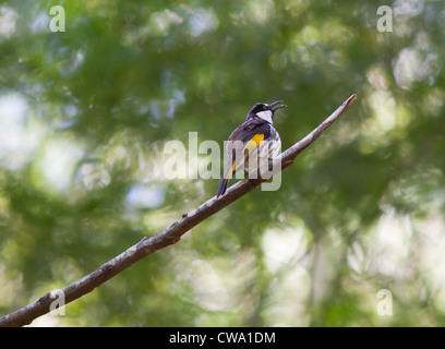 Weiße-cheeked Honigfresser Phylidonyris Niger, Australien Stockfoto