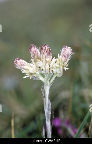 MOUNTAIN EVERLASTING Antennaria Dioica (Asteraceae) Stockfoto