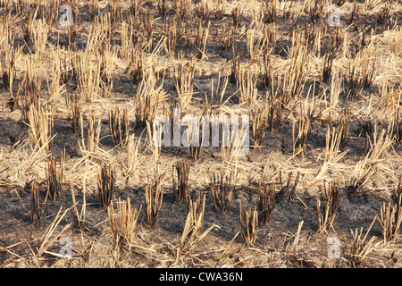 Stroh Feld brennen nach der Ernte Stockfoto