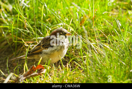 Haussperling oder Passer Domesticus Fütterung mit Rasen Samen an sonnigen Morgen Stockfoto