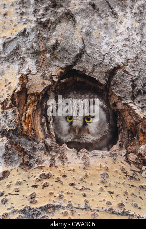 Die Erwachsenen tengmalm Owl (Aegolius funereus) Peering von seinem Nest Hohlraum im finnischen Wald Stockfoto