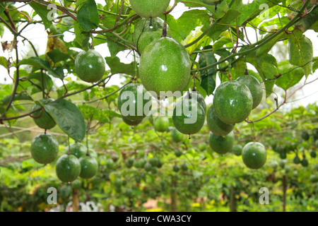 Unreife Passionsfrucht im Bauernhof Stockfoto