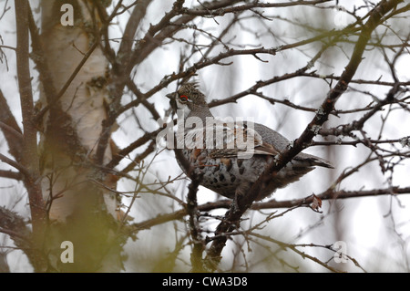 Haselhuhn (Bonasa Bonasia) Henne sitzen in Waldumgebung, Stockfoto
