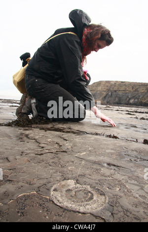 Frau betrachten ein Ammonit Fossil im Bett-Felsen am Meeresufer in der Nähe von Whitby, North Yorkshire, UK. -Modell veröffentlicht. Stockfoto