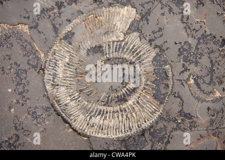 Ammonit Fossil im Grundgestein am Ufer des Meeres in der Nähe von Whitby, North Yorkshire, UK Stockfoto