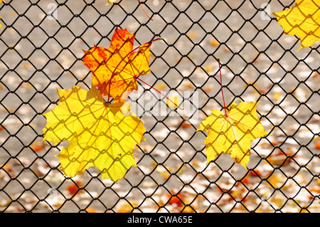 Gelbe und rote Ahornblätter im Herbst sind schweben auf Metallgitter Stockfoto