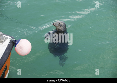 Ein Siegel hofft, ein Fisch von Touristen in St. Ives Hafen, Cornwall, England, UK ausgelöst werden Stockfoto