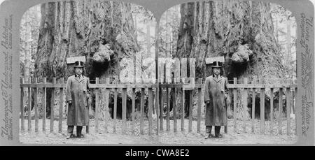 Präsident Roosevelt vor dem Wald König in Big Tree Grove, Santa Cruz, Kalifornien im Jahr 1903. Stockfoto