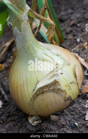 Allium Cepa. Kelsea Zwiebel im Gemüsebeet. Stockfoto