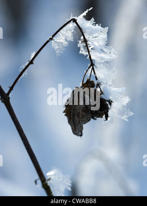 Riedlingen, gefroren Blatt auf einem Ast Stockfoto