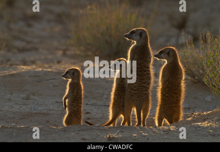 Erdmännchen fangen am Morgen Sonne, Kgalagadi Transfrontier Park, Afrika Stockfoto