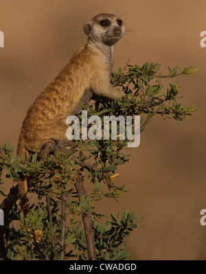 Erdmännchen auf Lookout, Kgalagadi Transfrontier Park, Afrika Stockfoto