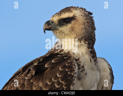 Jungen Martial Adler, Kgalagadi Transfrontier Park, Afrika Stockfoto