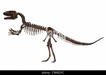 Megalosaurus - eine große Fleisch fressenden theropode Dinosaurier von der mittleren Jurazeit Europas Stockfoto