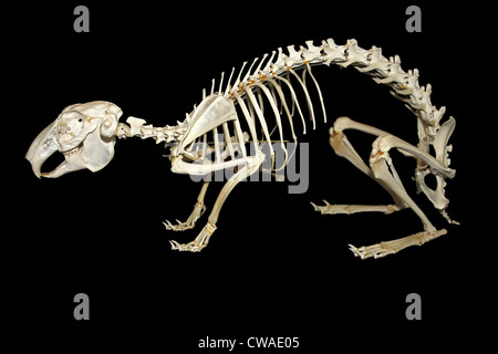 Skelett A European Brown Hare Lepus europaeus Stockfoto