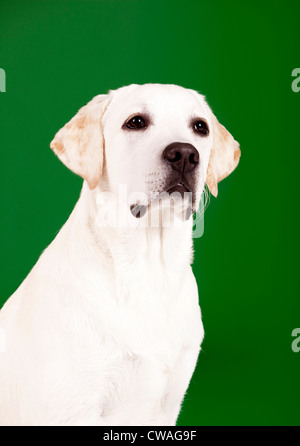 Schöner Hund der Rasse Labrador sitzen und isoliert auf grün Stockfoto