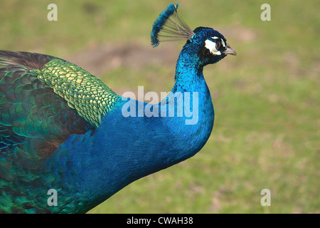 Porträt von einem Pfau Stockfoto