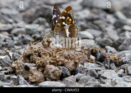 Lila Kaiser Schmetterling (Apatura Iris) ernähren sich von Kot. Bookham Common, Surrey, UK. Stockfoto