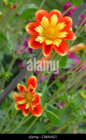 Mit inneren gelben Blütenblättern in voller Blüte Orange dahlia Stockfoto