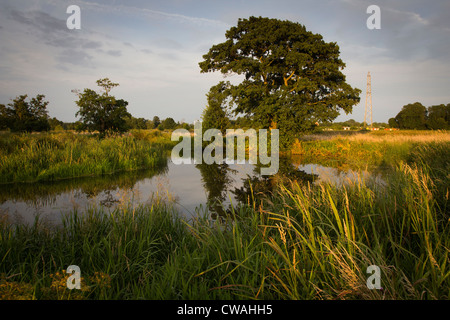 Papercourt Wasser Wiesen entlang dem Fluss Wey. Nr. Ripley, Surrey, UK. Stockfoto