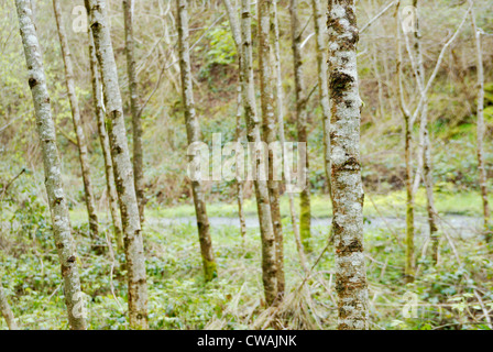 Erle Baumstämme, Alnus glutinosa, Wales, Großbritannien. Stockfoto