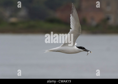 Brandseeschwalbe (Sterna Sandvicensis) wieder in das Nest mit einem Fisch. Brownsea Island, Hafen von Poole, Dorset, UK. Stockfoto