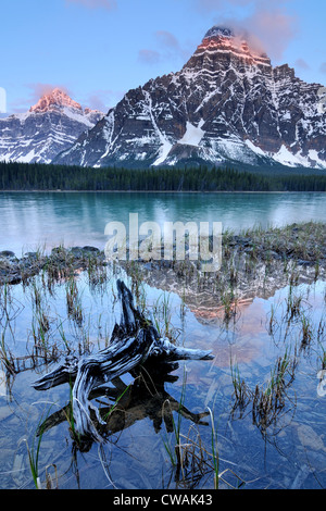 Wasservögel Untersee und Mount Chephren, Banff Nationalpark, Alberta, Kanada Stockfoto