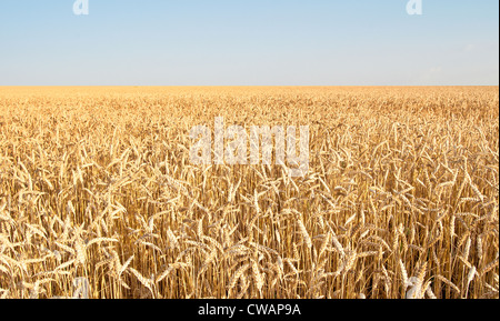 Bio Weizen Stockfoto