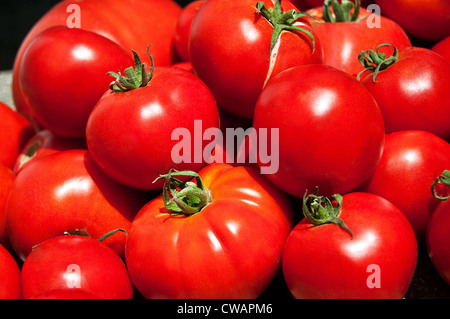 Home Gartenbau Produktion - Bio rote Tomaten Stockfoto