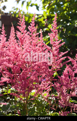 Pink Astilbe wächst in einem schottischen Garten. Stockfoto