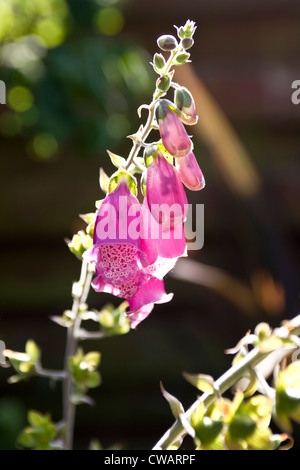 Detail der gemeinsamen Fingerhut, Digitalis Purpurea. Stockfoto