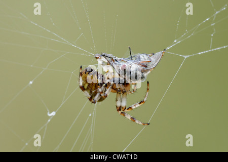 Europäische Gartenkreuzspinne (Araneus Diadematus) vorbereiten, ein Opfer zu verbrauchen Stockfoto