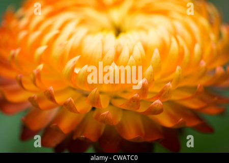 Xerochrysum Bracteatum Blume hautnah. Stockfoto