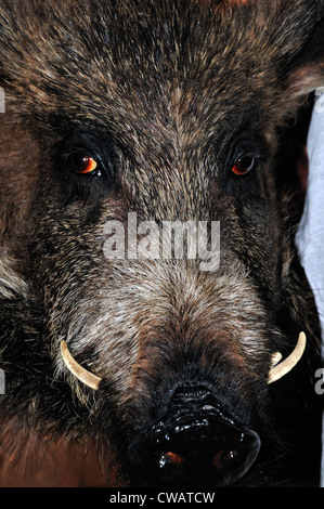 Wildschwein Präparatoren mit Stoßzähnen Stockfoto