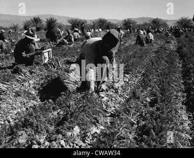 Karotte-Puller Ernte im Coachella Valley, Kalifornien, wurden Wanderarbeiter aus Texas, Oklahoma, Missouri, Arkansas und Stockfoto