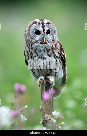 ein Waldkauz thront auf einem alten Baumstumpf in eine Blumenwiese Stockfoto